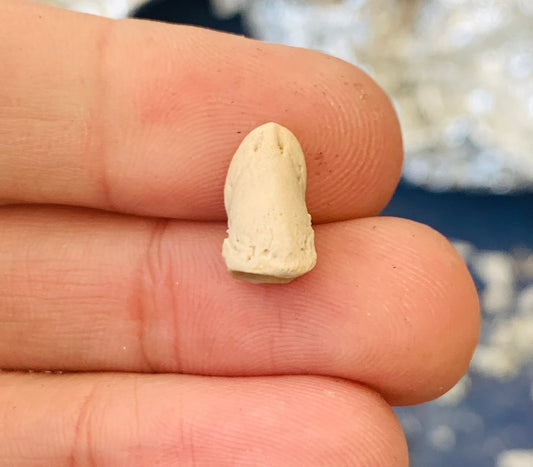 Fossil Oreodont Hoof