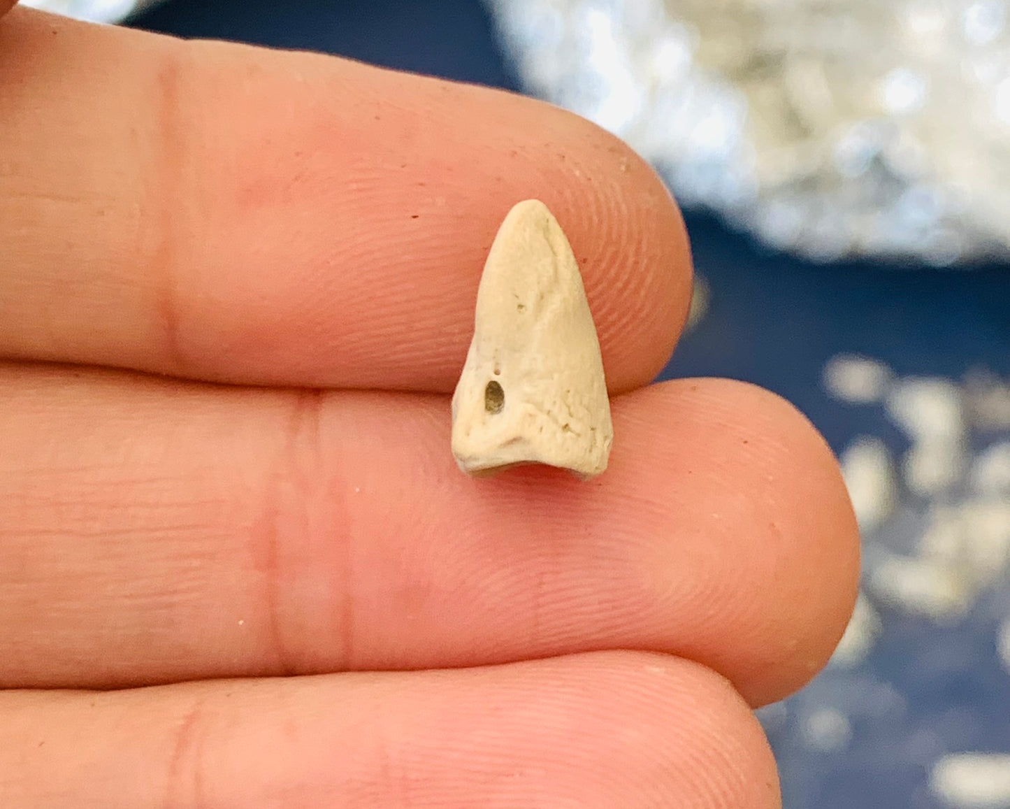 Fossil Oreodont Hoof