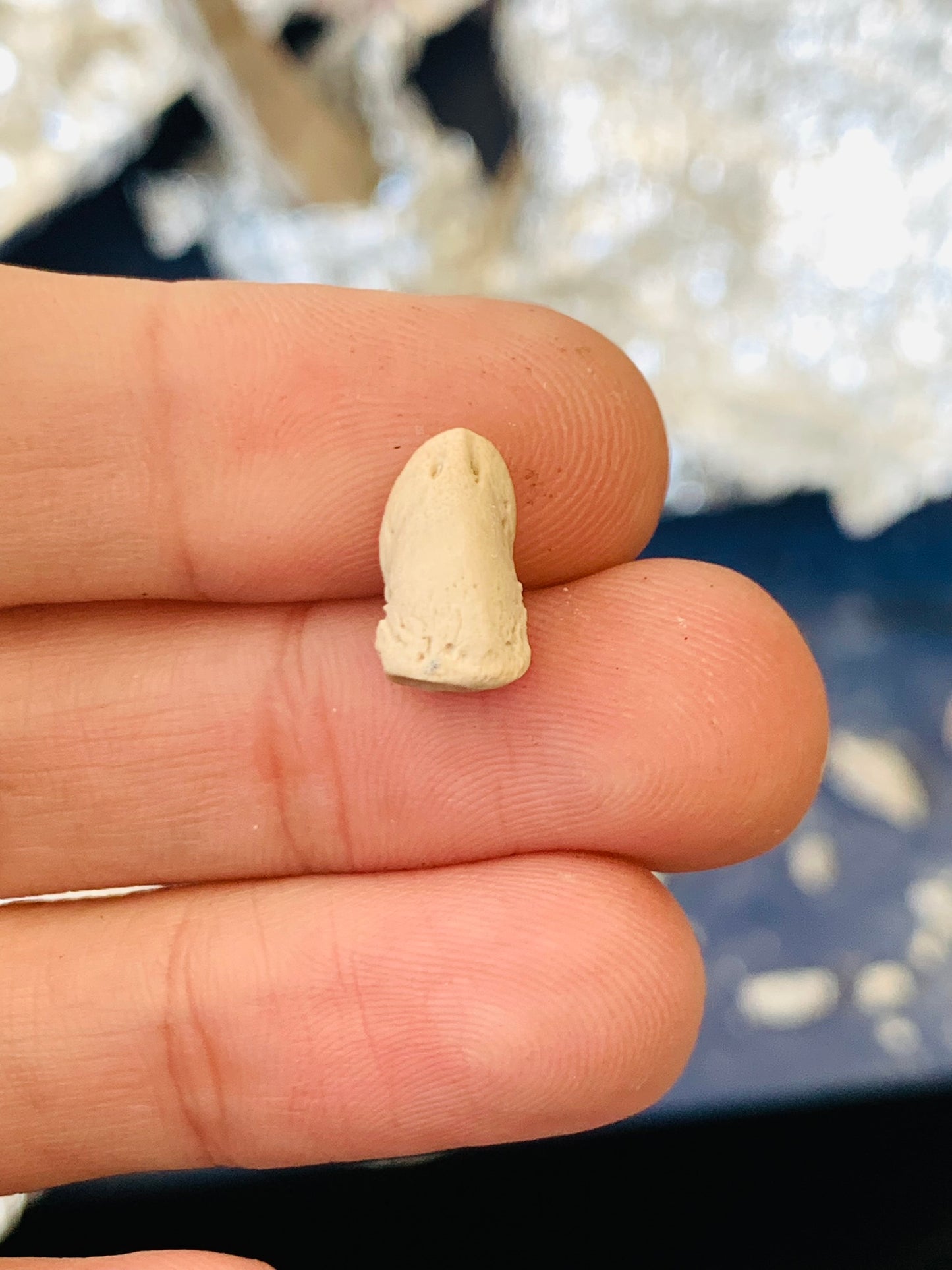 Fossil Oreodont Hoof