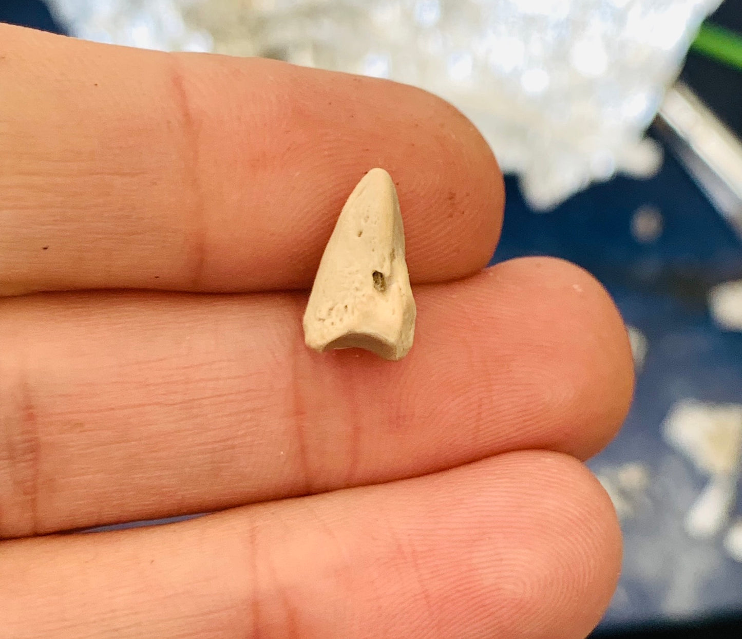 Fossil Oreodont Hoof