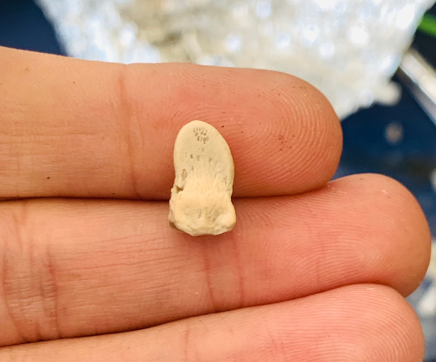 Fossil Oreodont Hoof