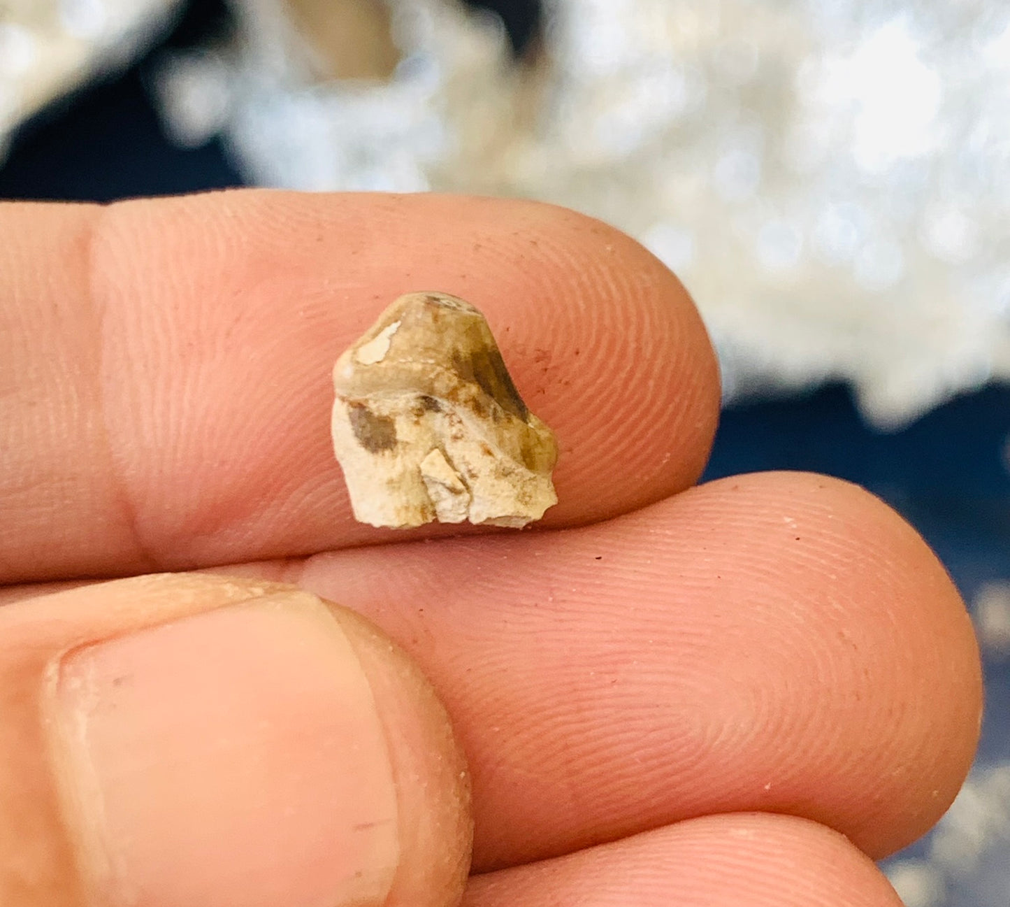 Fossil Hyaenodon tooth from the White River Badlands
