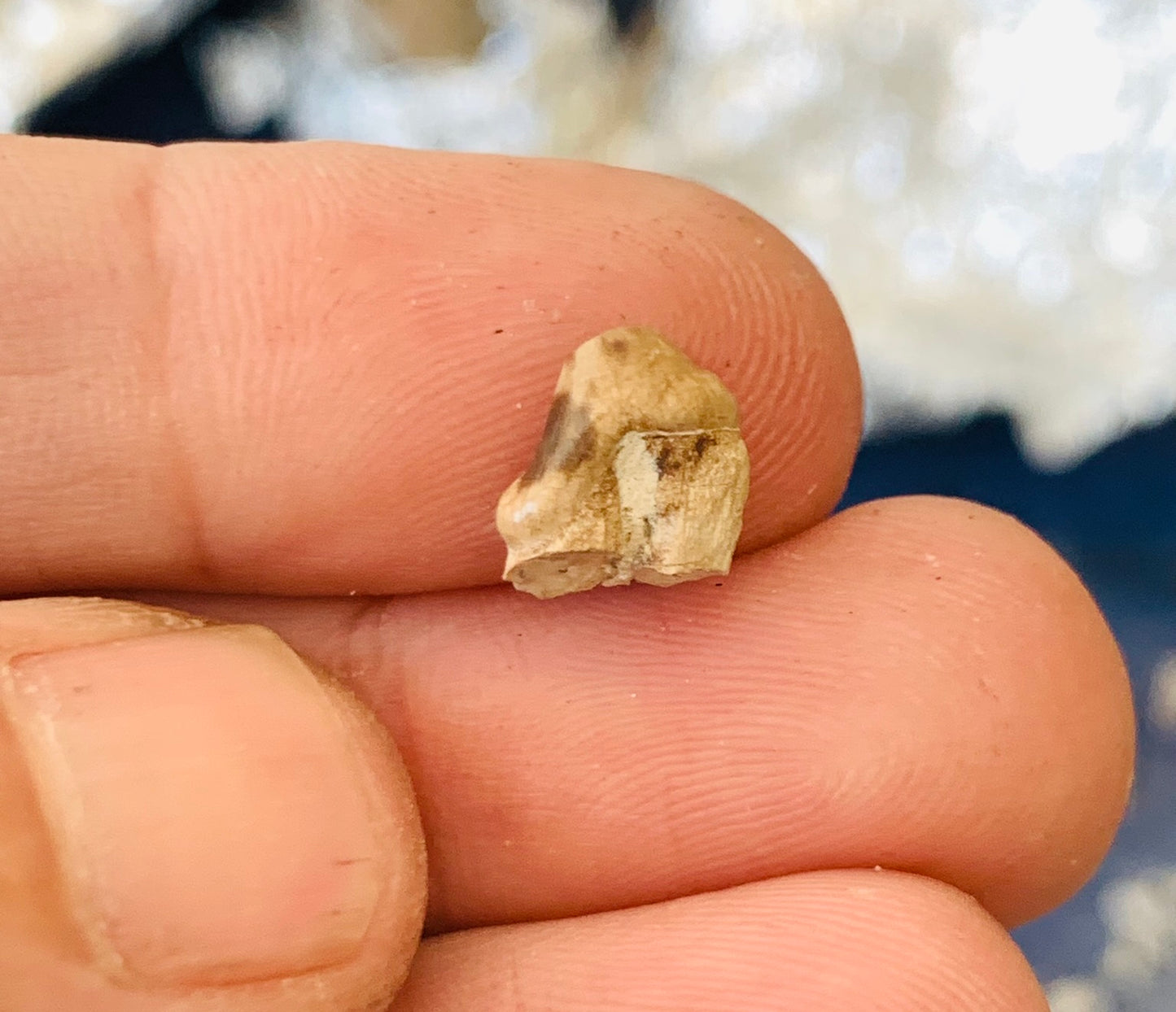 Fossil Hyaenodon tooth from the White River Badlands