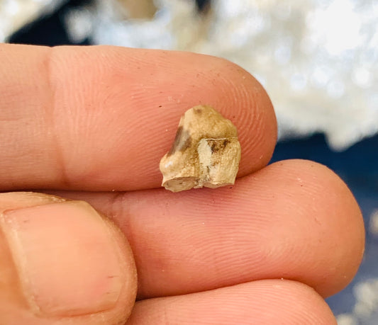 Fossil Hyaenodon tooth from the White River Badlands