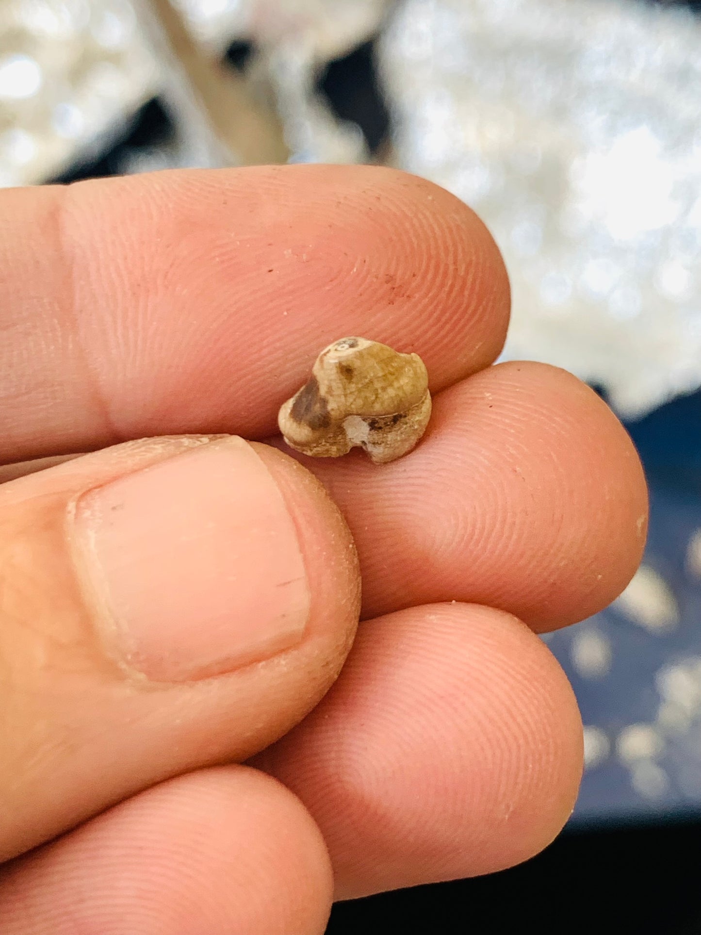Fossil Hyaenodon tooth from the White River Badlands