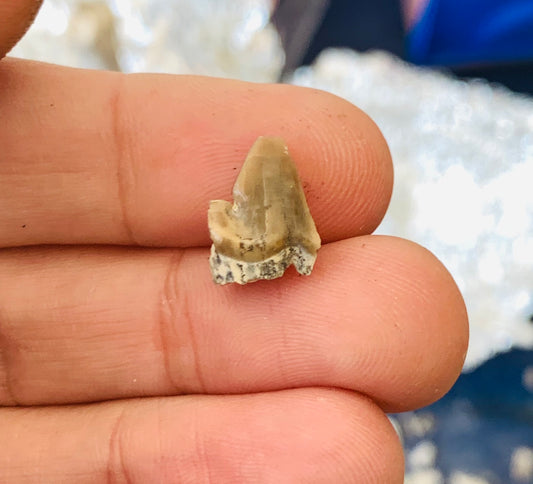 Nimravid Saber Cat Partial Fossil Tooth