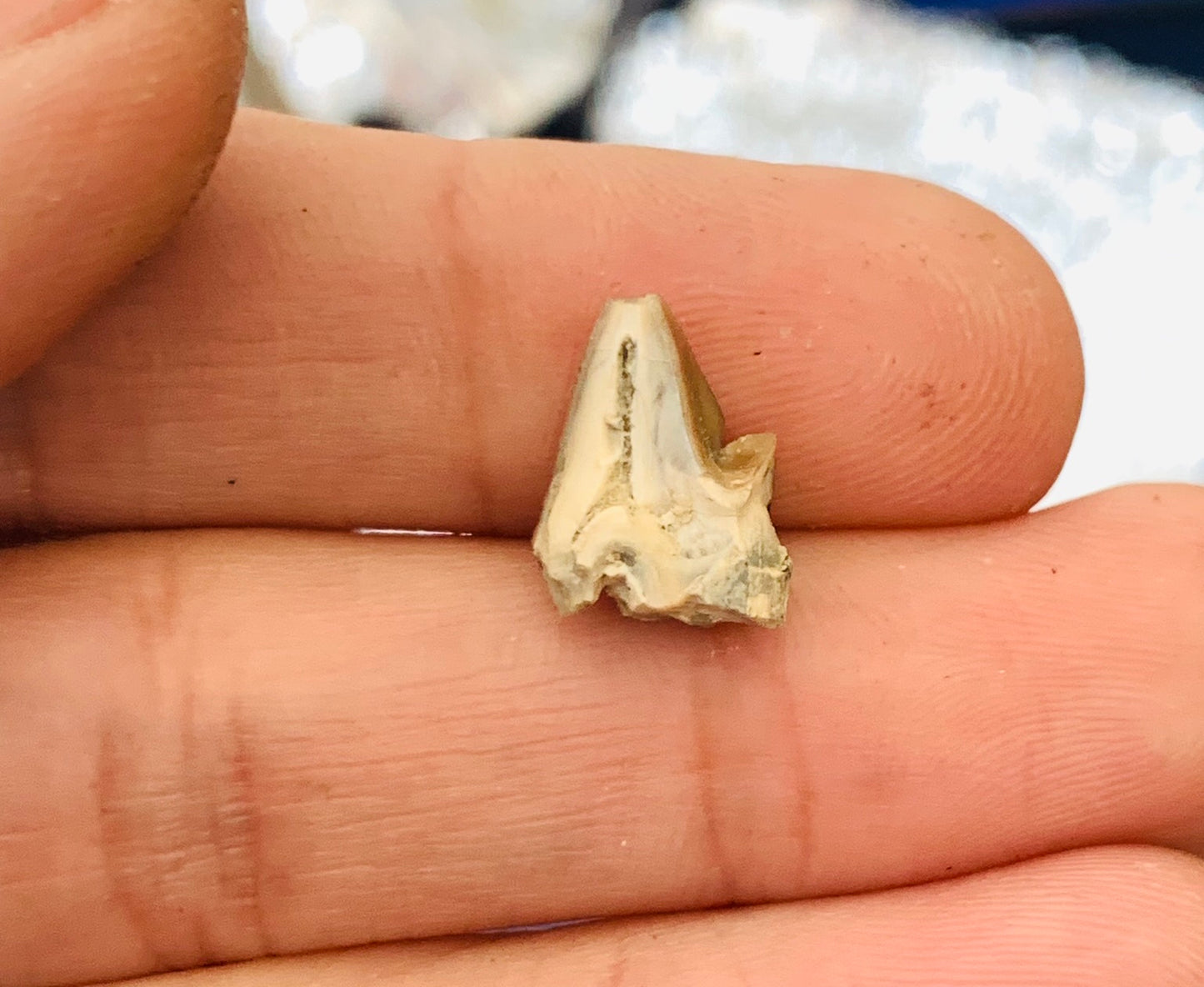 Nimravid Saber Cat Partial Fossil Tooth