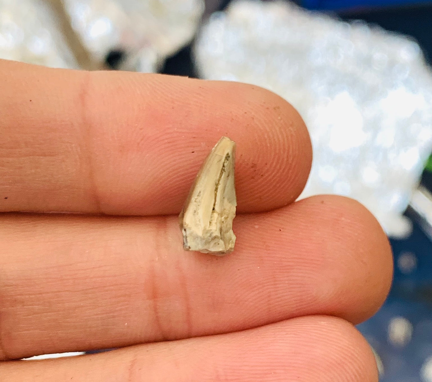 Nimravid Saber Cat Partial Fossil Tooth