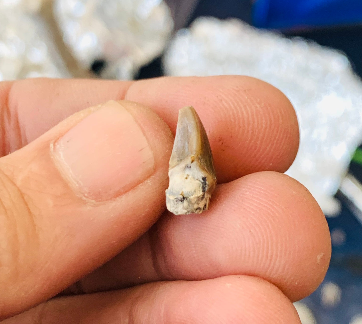 Nimravid Saber Cat Partial Fossil Tooth