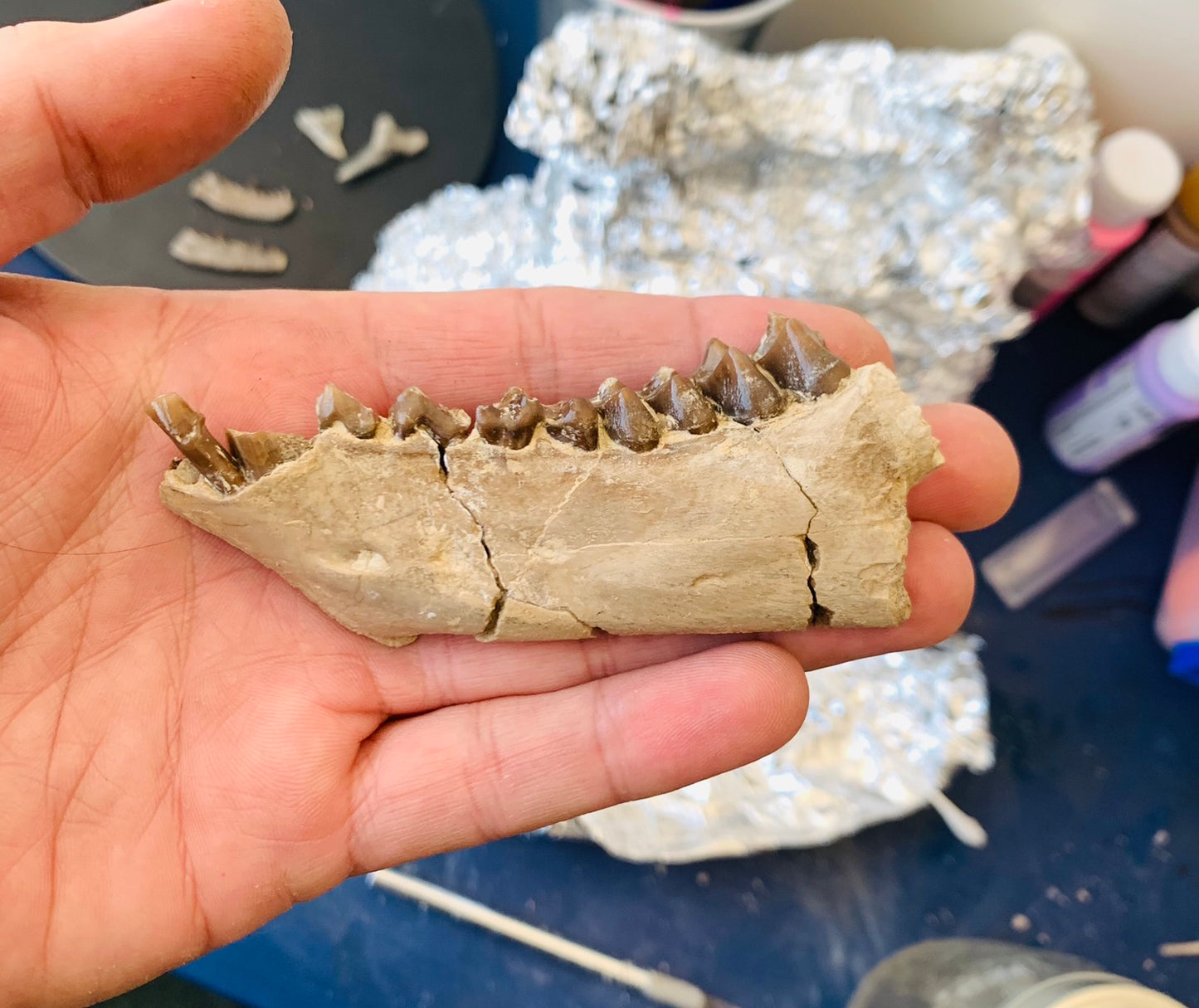 Fossil Oreodont Fossil Jaw, Merycoidodon, White River Badlands