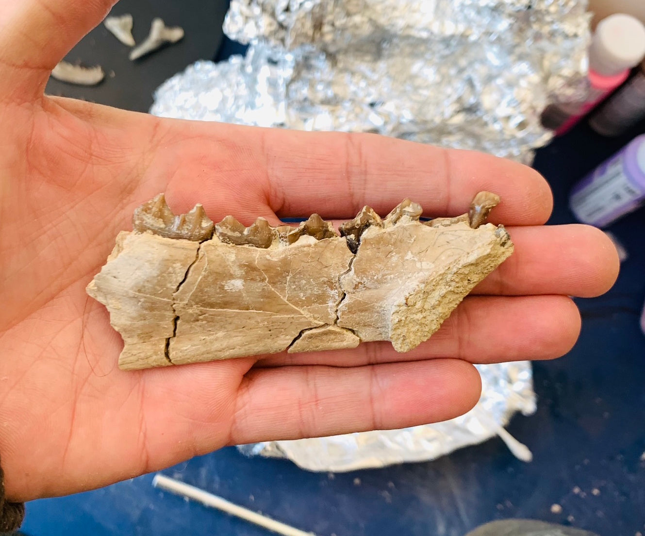 Fossil Oreodont Fossil Jaw, Merycoidodon, White River Badlands