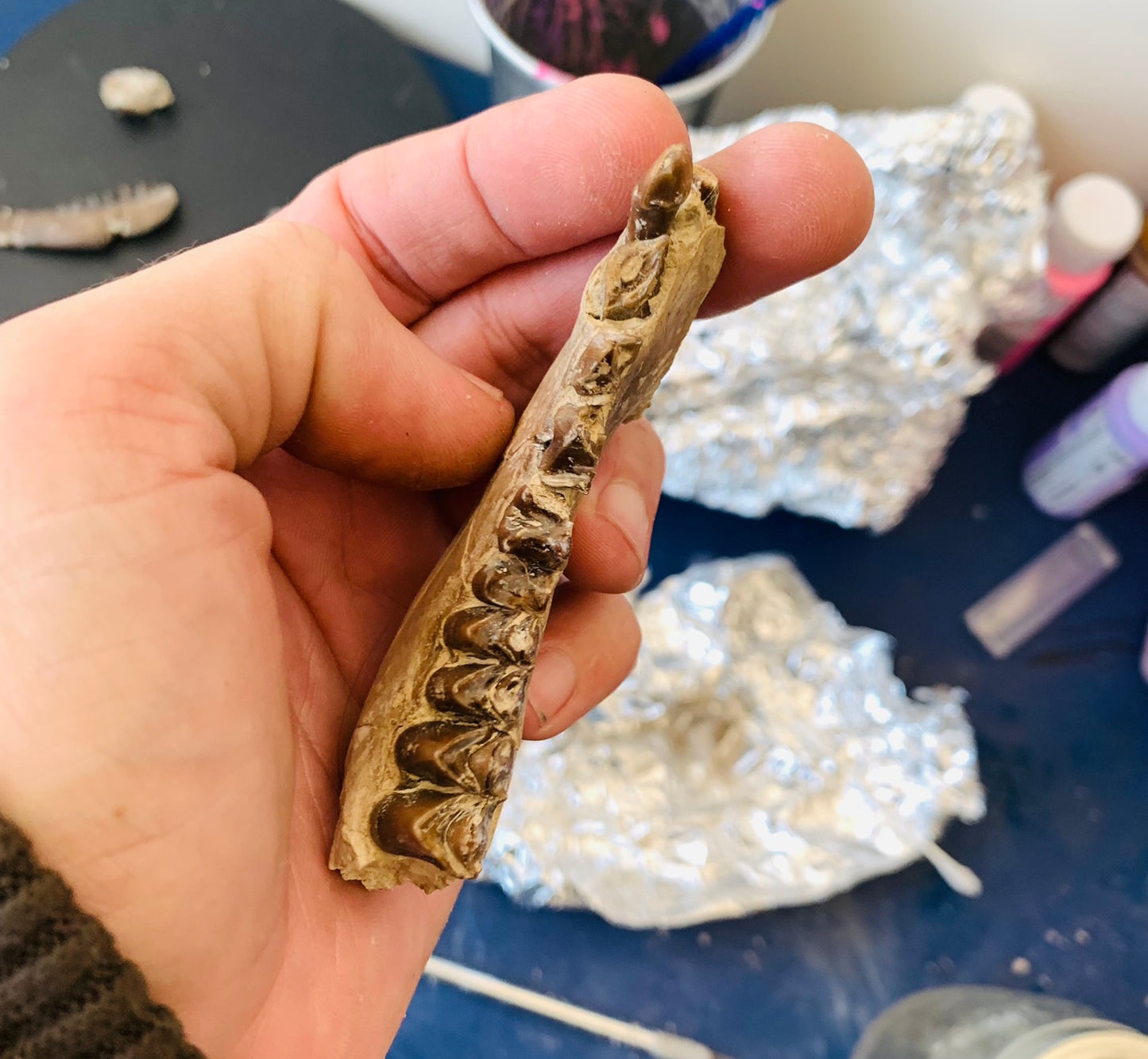 Fossil Oreodont Fossil Jaw, Merycoidodon, White River Badlands