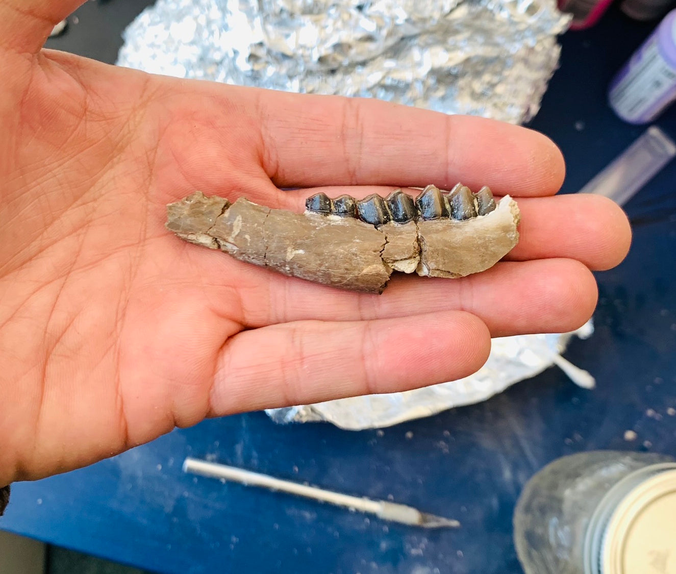 Fossil camel jaw, Poebrotherium, Chadron Formation
