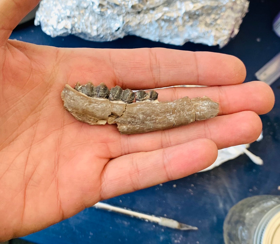 Fossil camel jaw, Poebrotherium, Chadron Formation