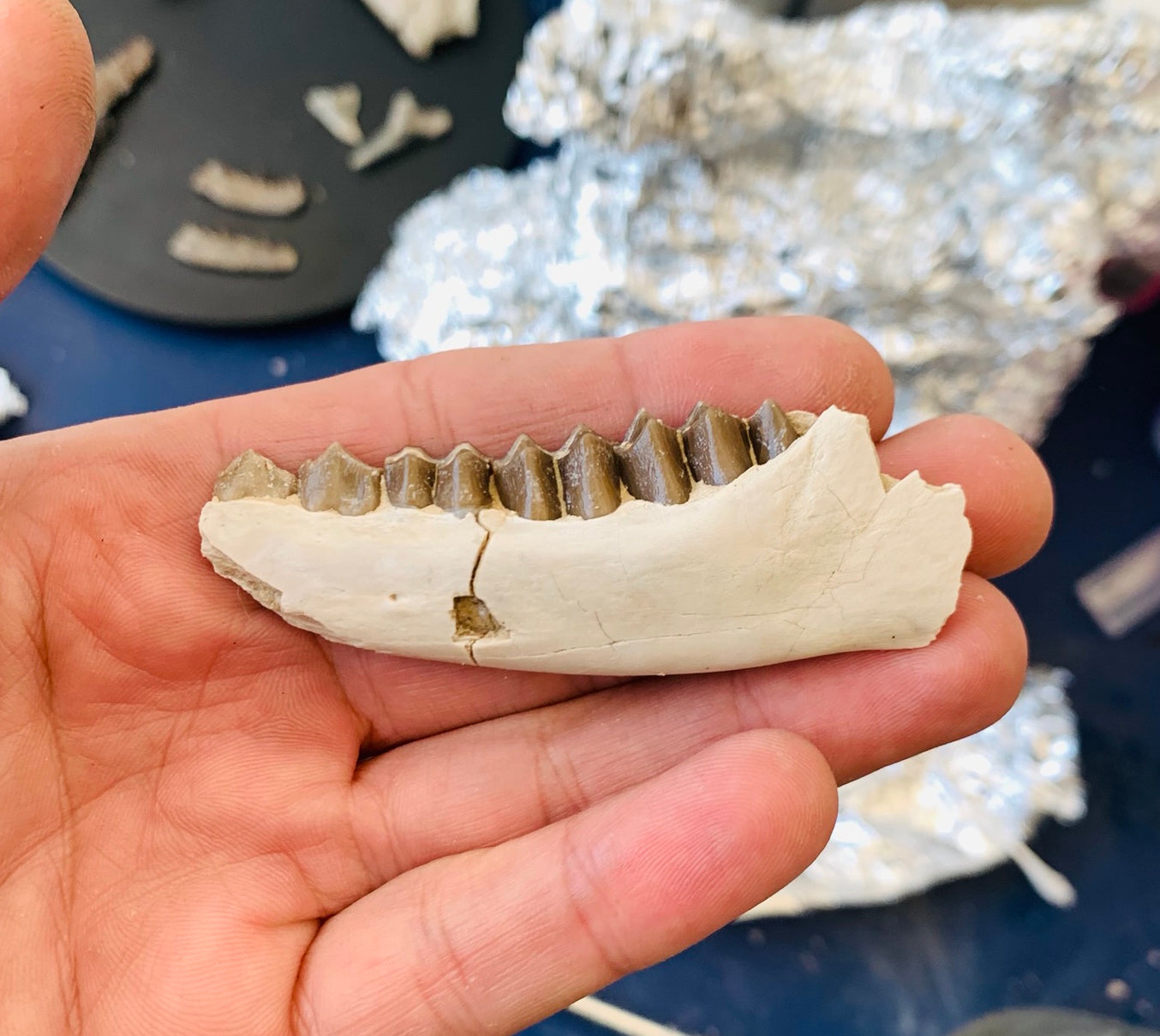 Fossil camel jaw, Poebrotherium, Brule Formation