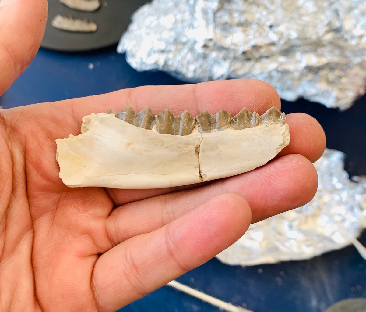 Fossil camel jaw, Poebrotherium, Brule Formation
