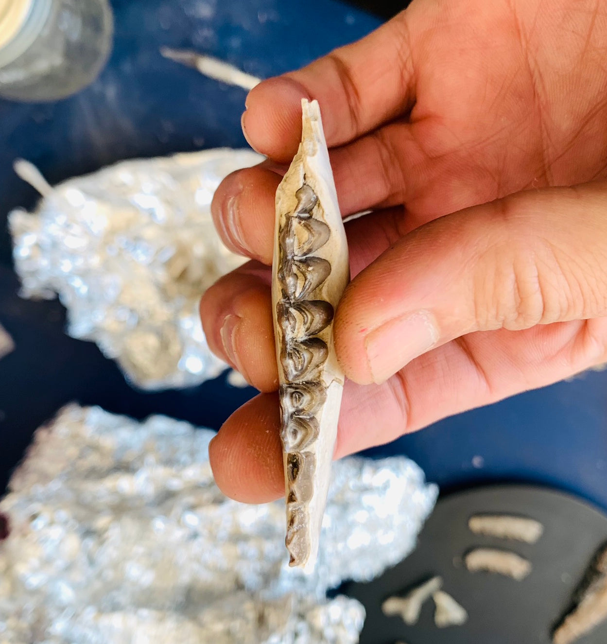 Fossil camel jaw, Poebrotherium, Brule Formation