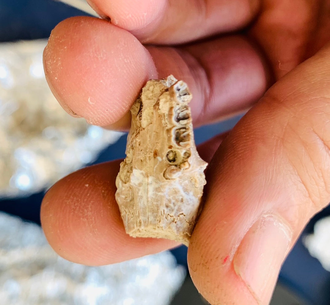 Partial Squirrel Like Fossil Skull, Ischyromys, Nebraska