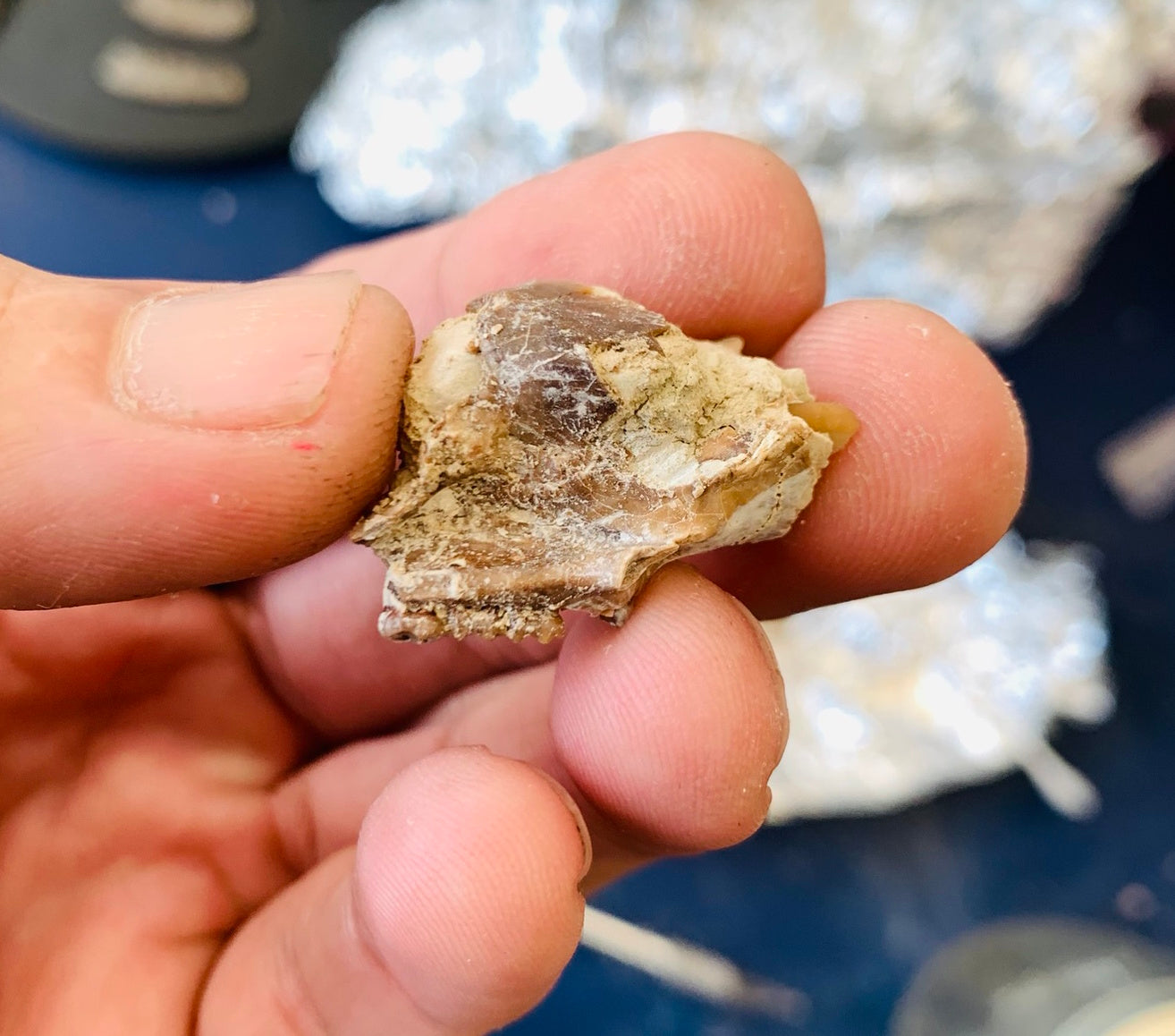 Partial Squirrel Like Fossil Skull, Ischyromys, Nebraska