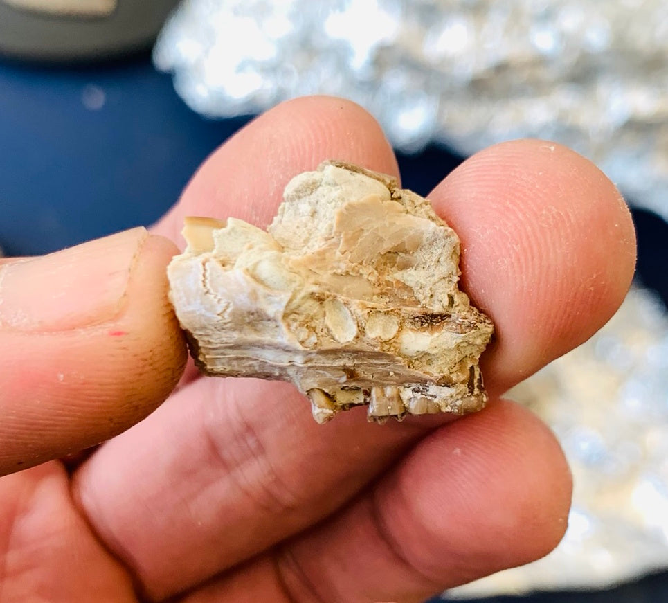 Partial Squirrel Like Fossil Skull, Ischyromys, Nebraska