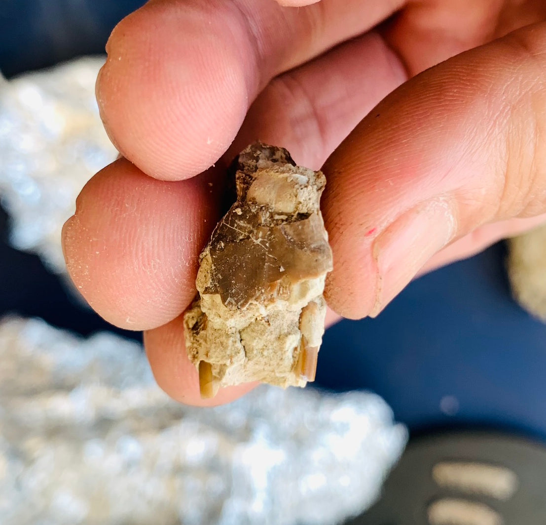 Partial Squirrel Like Fossil Skull, Ischyromys, Nebraska