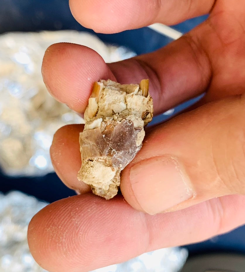 Partial Squirrel Like Fossil Skull, Ischyromys, Nebraska