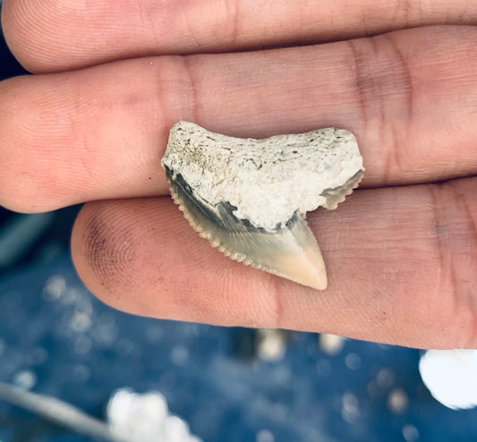 Fossil Galeocerdo cuvier - Lee Creek Mine