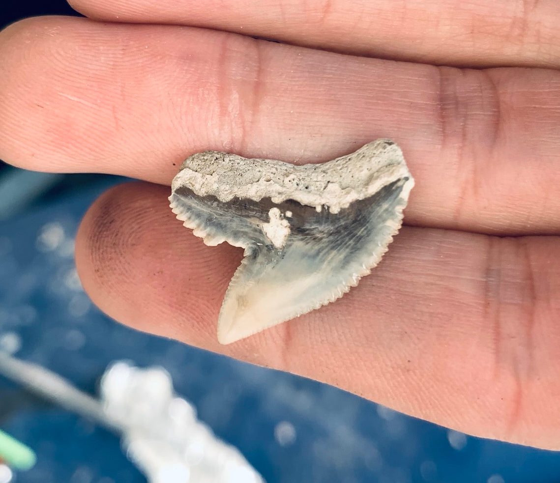 Fossil Galeocerdo cuvier - Lee Creek Mine