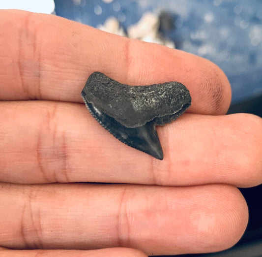 Fossil Galeocerdo cuvier - Lee Creek Mine
