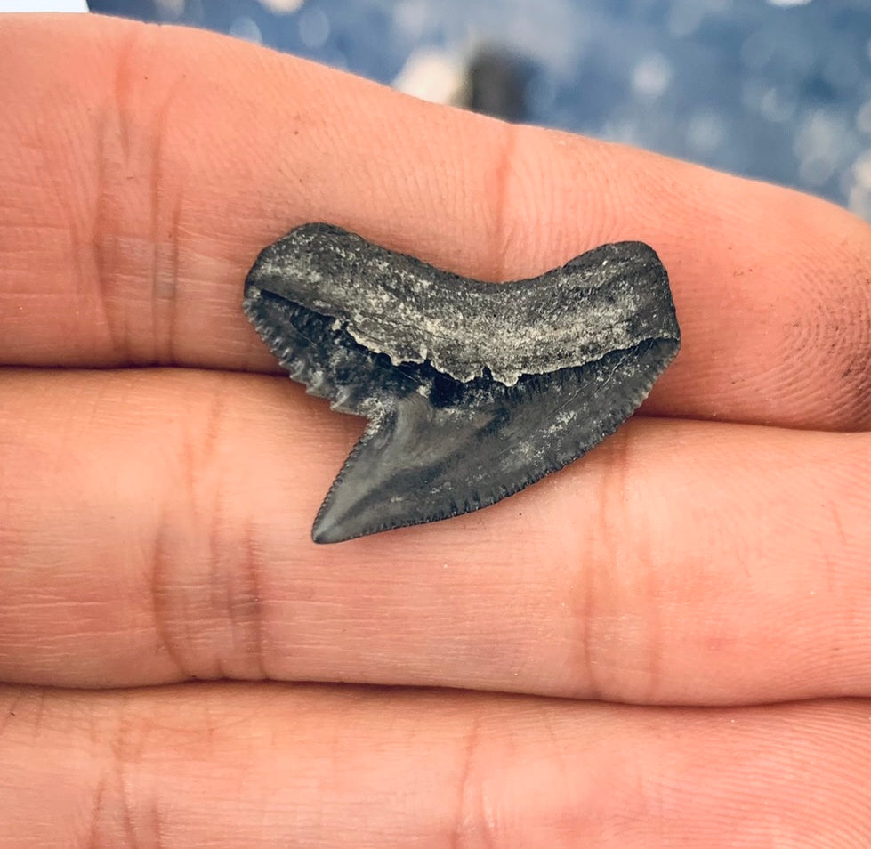 Fossil Galeocerdo cuvier - Lee Creek Mine