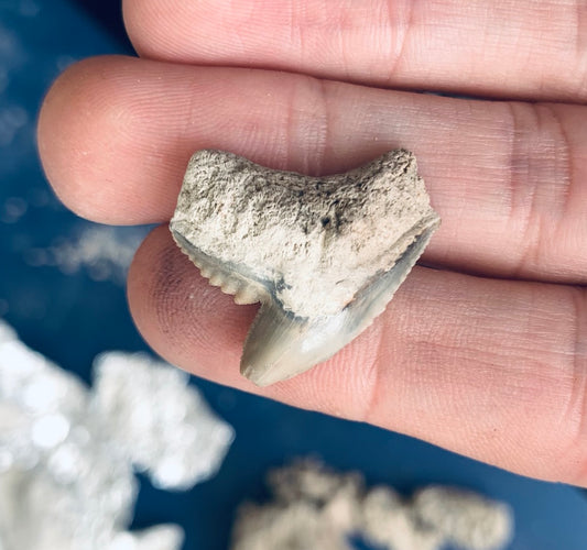 Fossil Galeocerdo cuvier - Lee Creek Mine