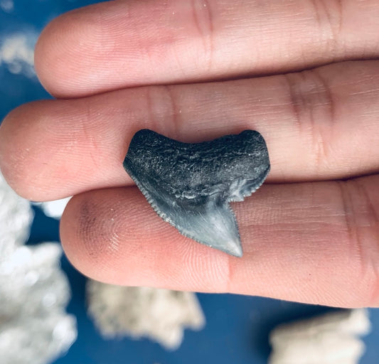 Fossil Galeocerdo cuvier - Lee Creek Mine