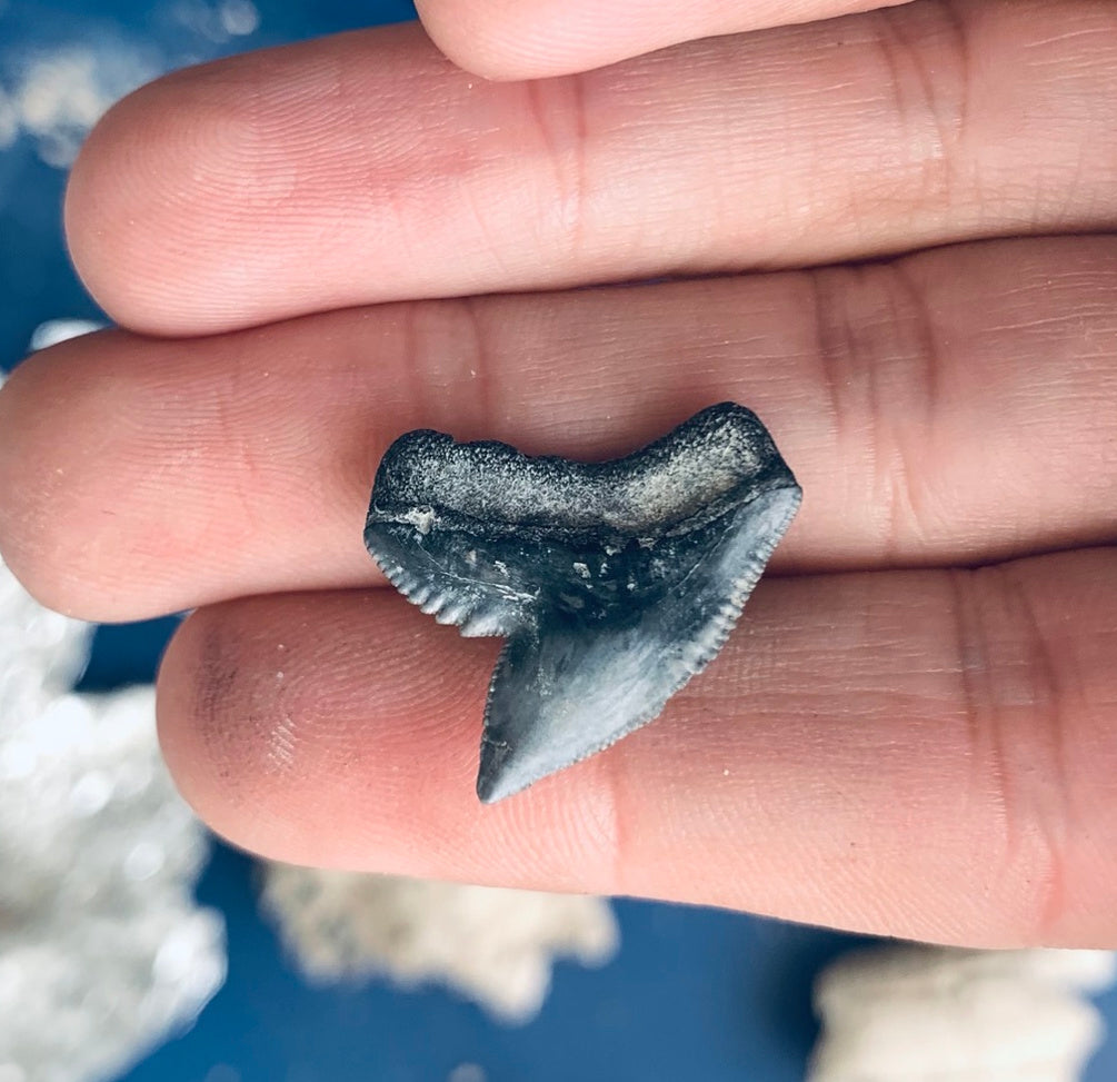 Fossil Galeocerdo cuvier - Lee Creek Mine