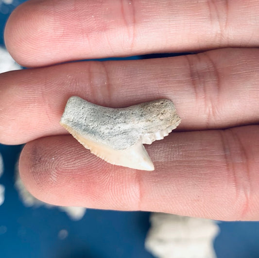 Fossil Galeocerdo cuvier - Lee Creek Mine