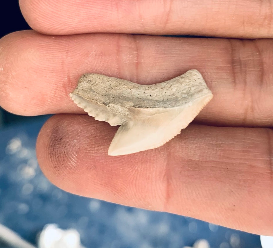 Fossil Galeocerdo cuvier - Lee Creek Mine