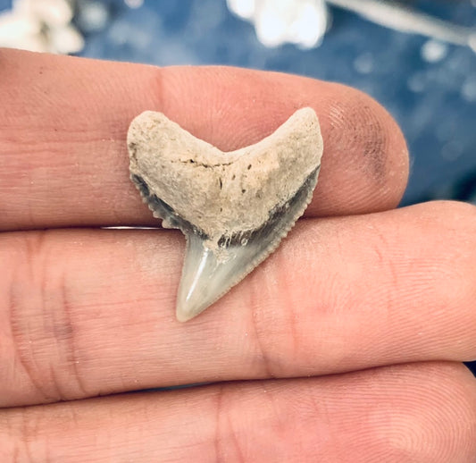 Fossil Galeocerdo cuvier - Lee Creek Mine