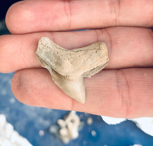 Fossil Galeocerdo cuvier - Lee Creek Mine