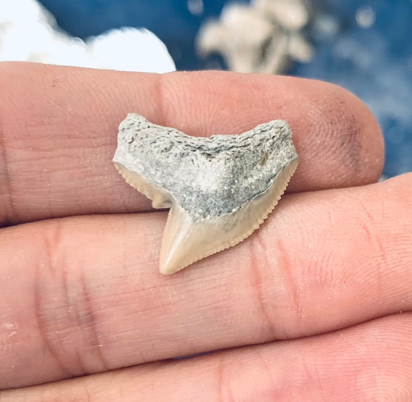Fossil Galeocerdo cuvier - Lee Creek Mine
