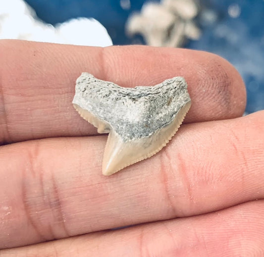 Fossil Galeocerdo cuvier - Lee Creek Mine