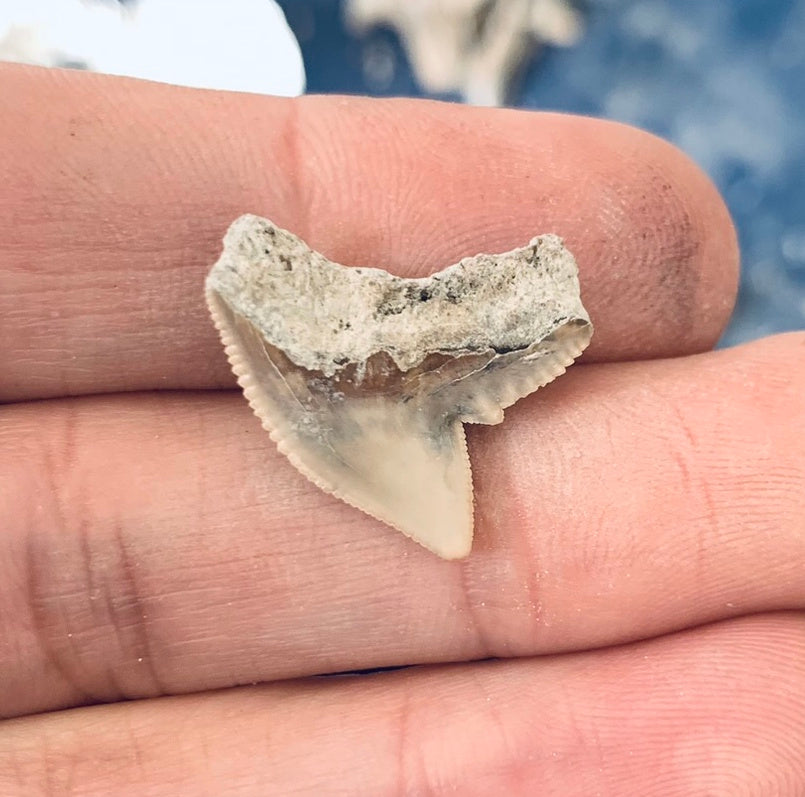 Fossil Galeocerdo cuvier - Lee Creek Mine