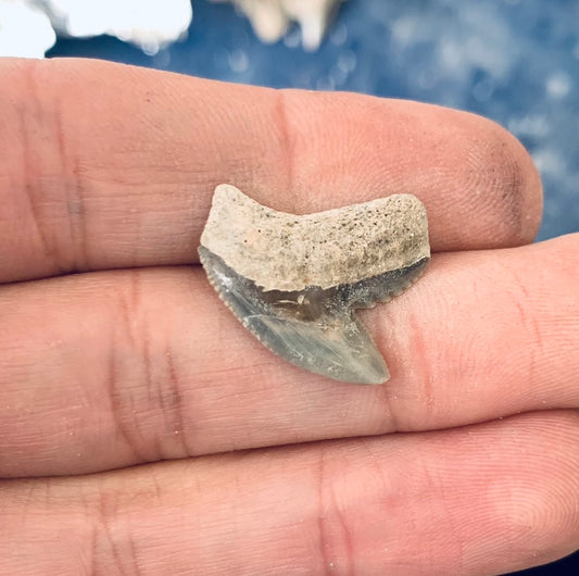 Fossil Galeocerdo cuvier - Lee Creek Mine