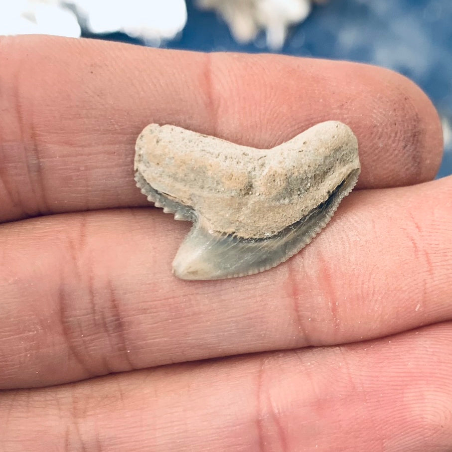 Fossil Galeocerdo cuvier - Lee Creek Mine