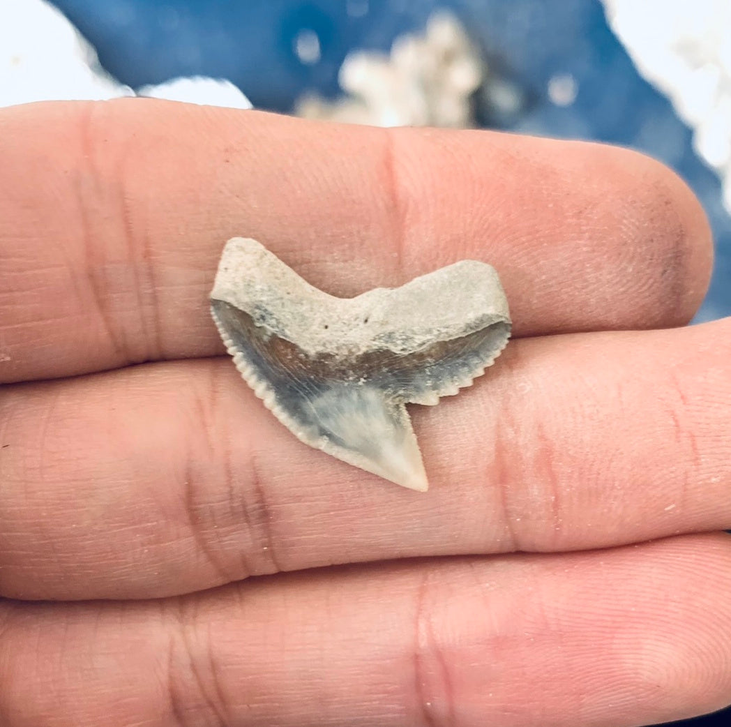 Fossil Galeocerdo cuvier - Lee Creek Mine