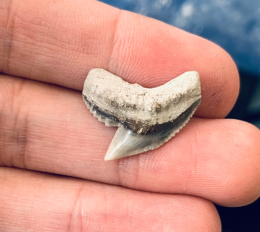Fossil Galeocerdo cuvier - Lee Creek Mine