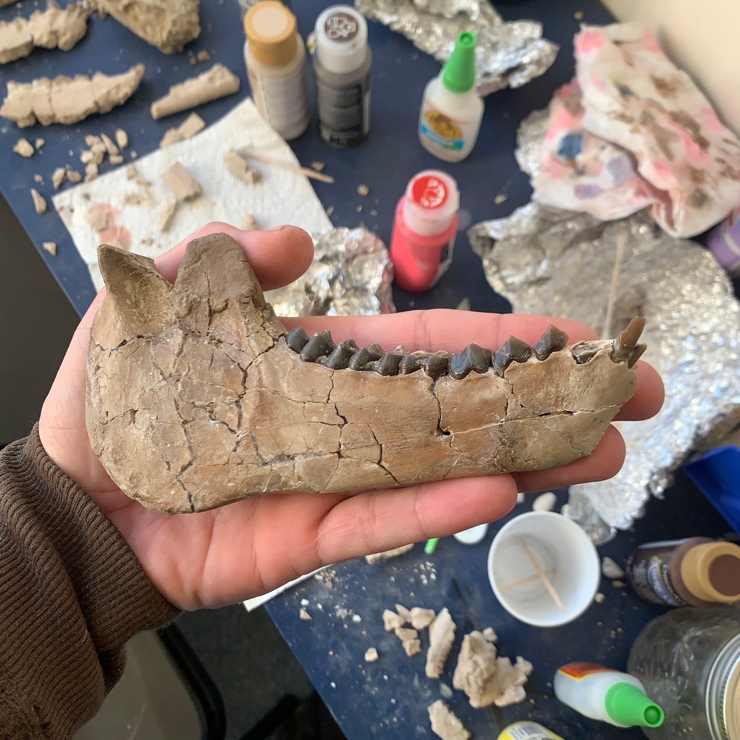 Large Chocolate Colored Fossil Oreodont Jaw, Merycoidodon, White River Badlands