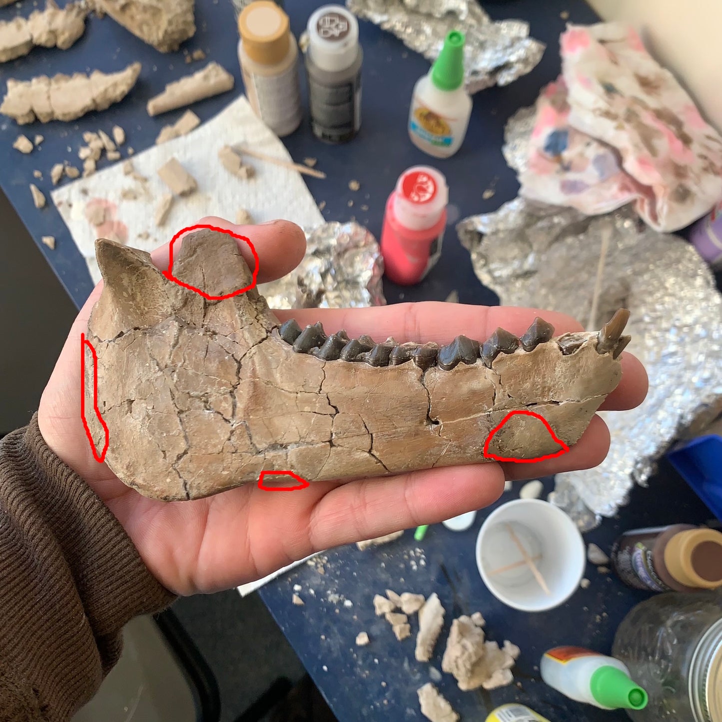 Large Chocolate Colored Fossil Oreodont Jaw, Merycoidodon, White River Badlands