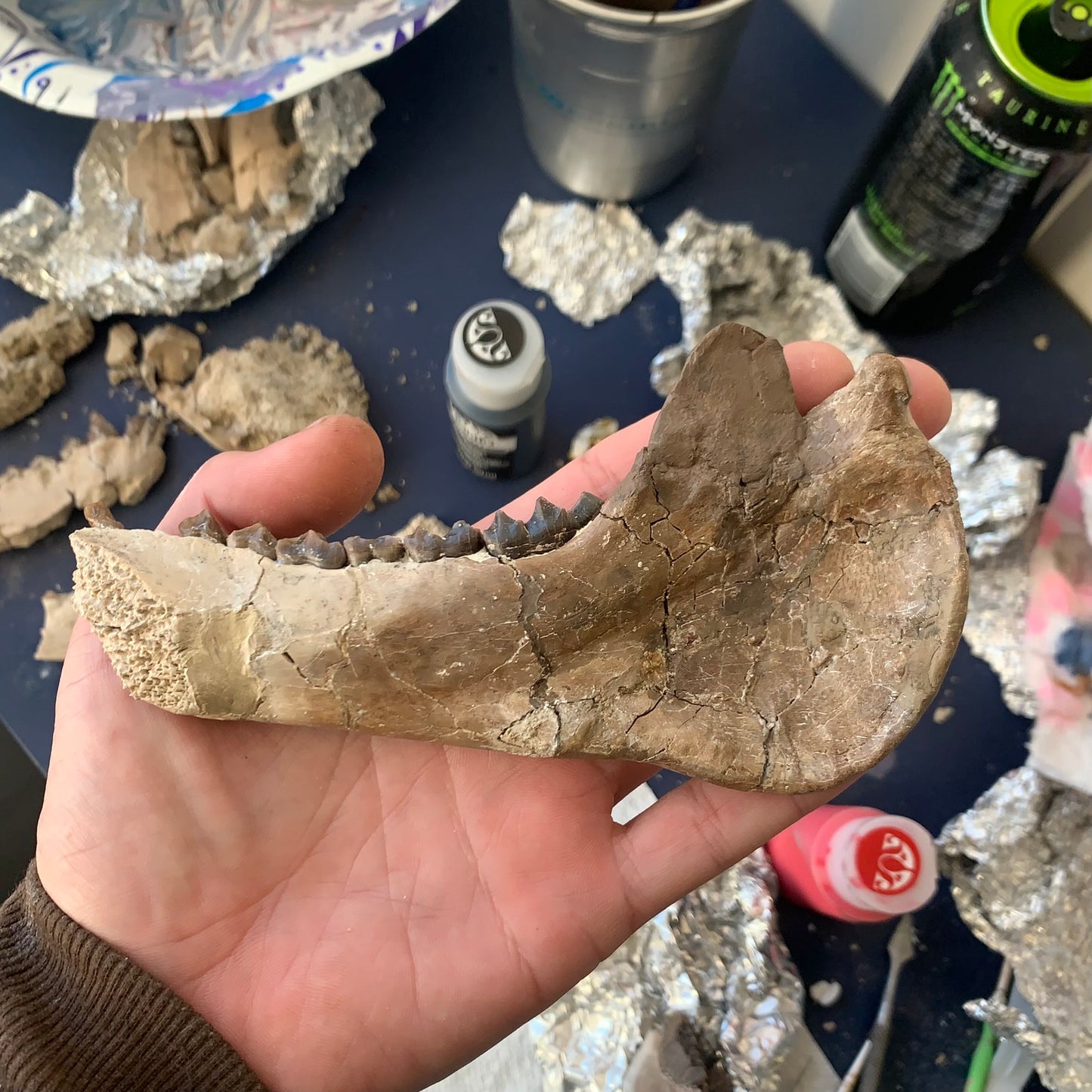 Large Chocolate Colored Fossil Oreodont Jaw, Merycoidodon, White River Badlands