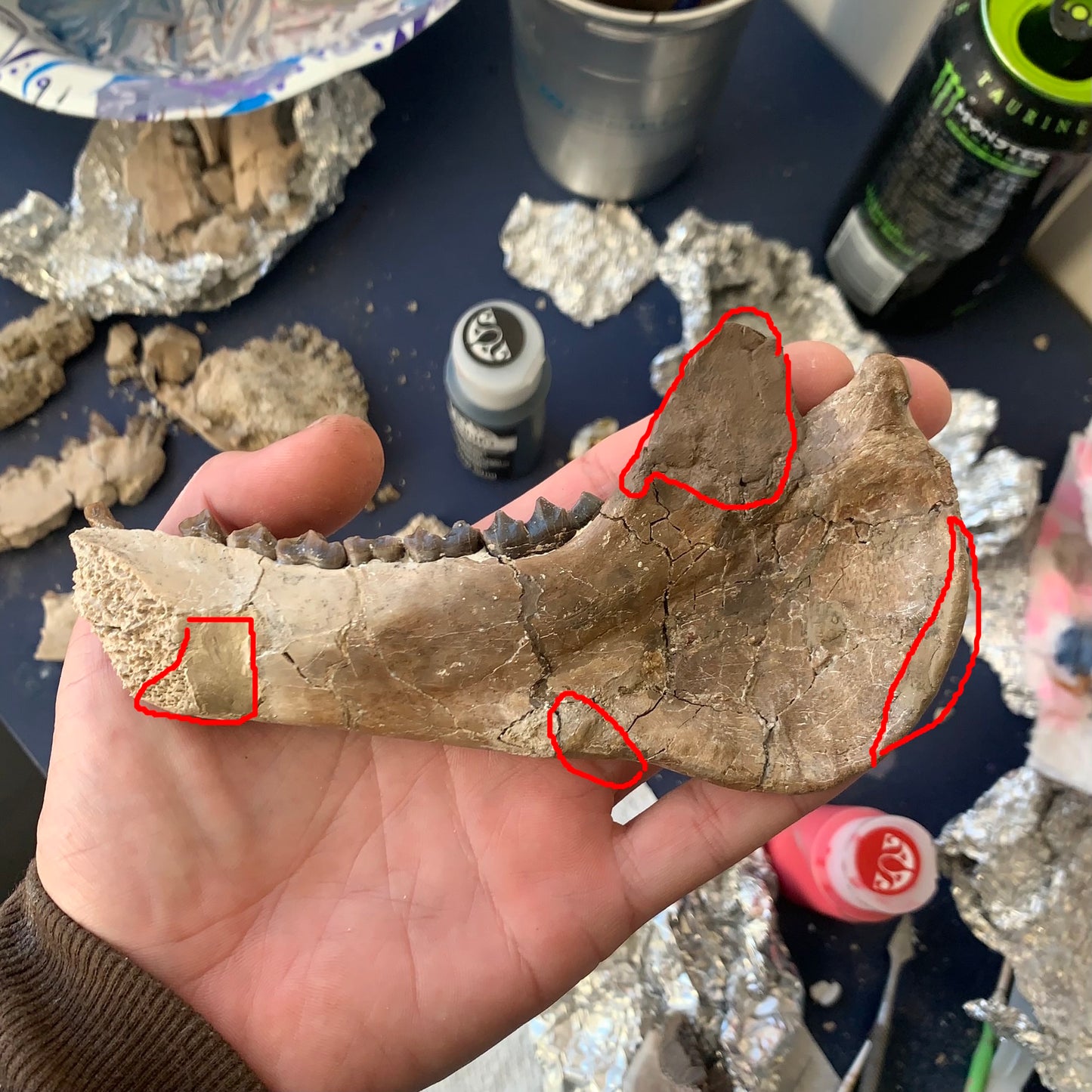 Large Chocolate Colored Fossil Oreodont Jaw, Merycoidodon, White River Badlands