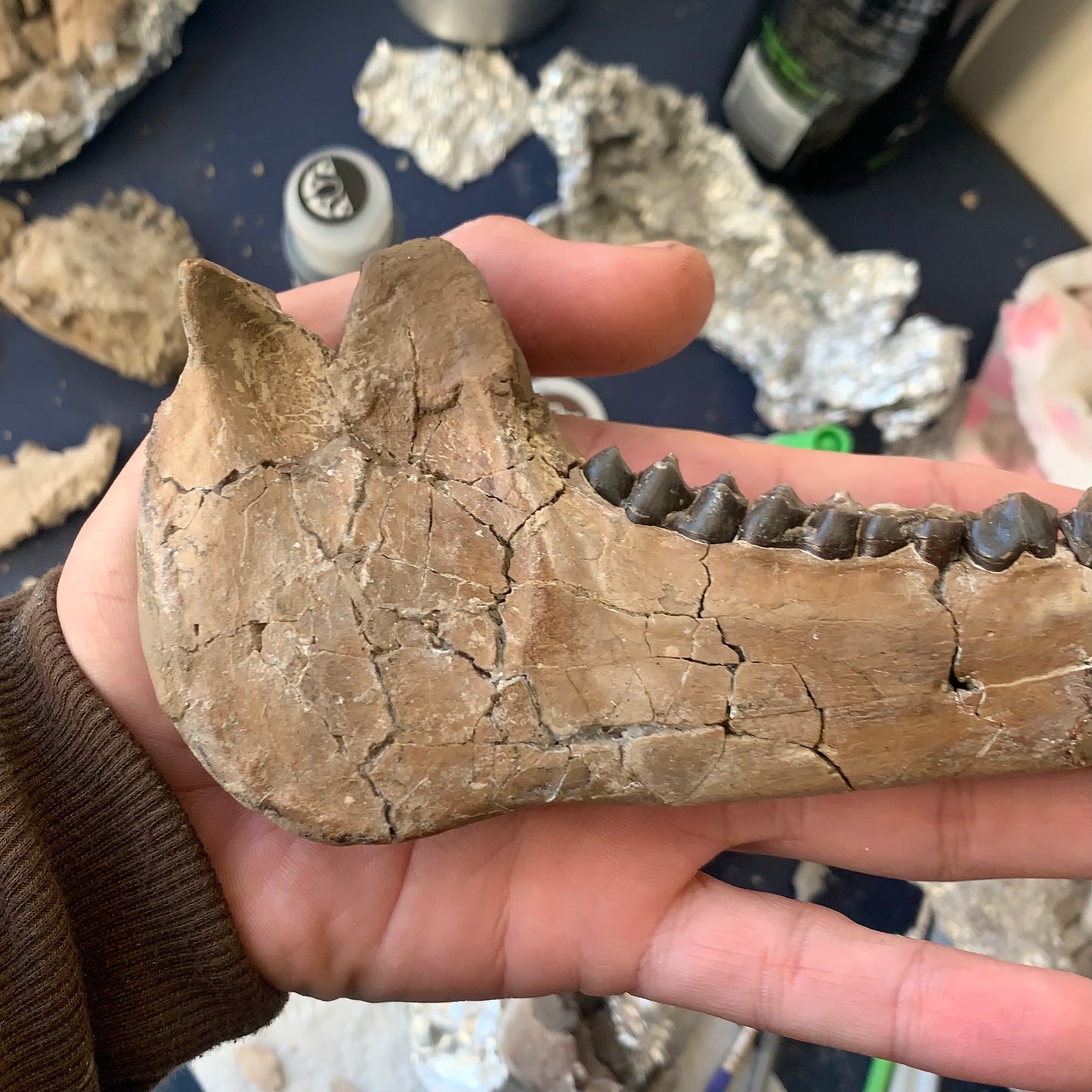 Large Chocolate Colored Fossil Oreodont Jaw, Merycoidodon, White River Badlands