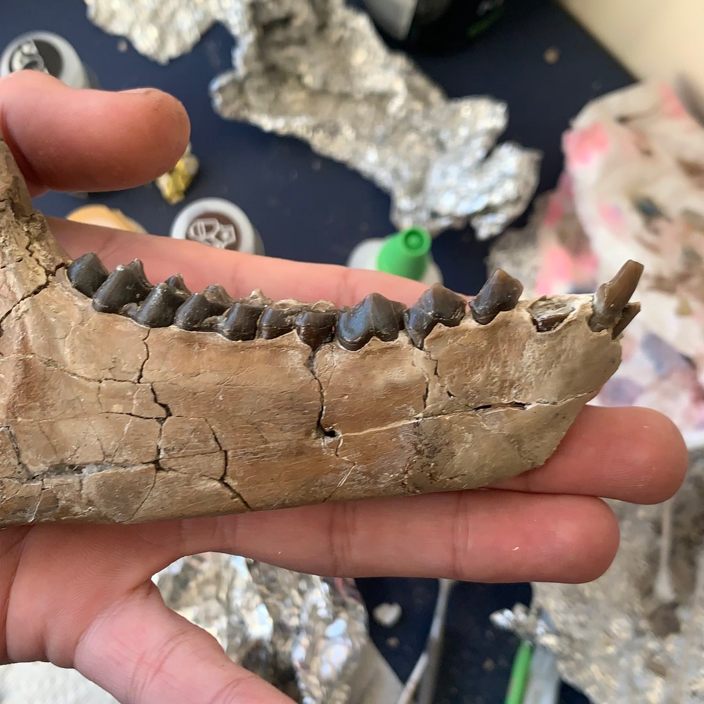 Large Chocolate Colored Fossil Oreodont Jaw, Merycoidodon, White River Badlands